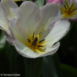 Frühlingsblumen im Lorenzpark