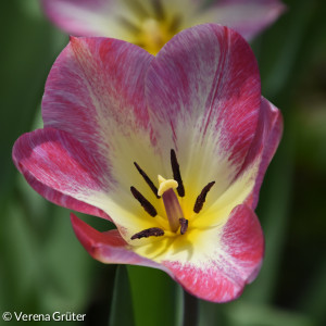 Frühlingsblumen im Lorenzpark