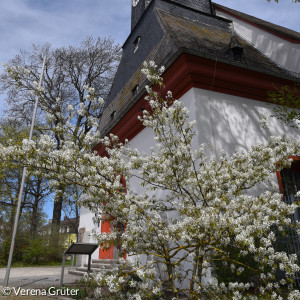 Pflanzen verdecken teilweise die Sicht auf die Lorenzkirche im Frühling